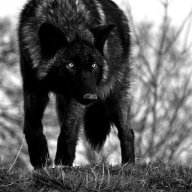 blackwolf1993