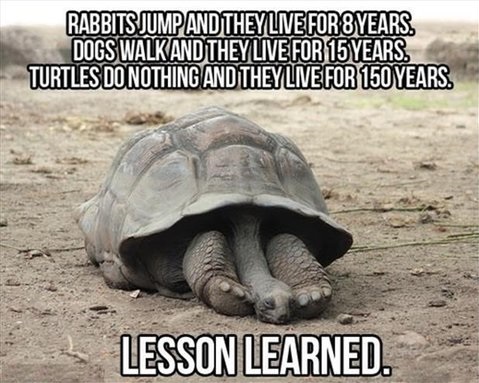 funny-picture-lesson-learned-turtles.jpg