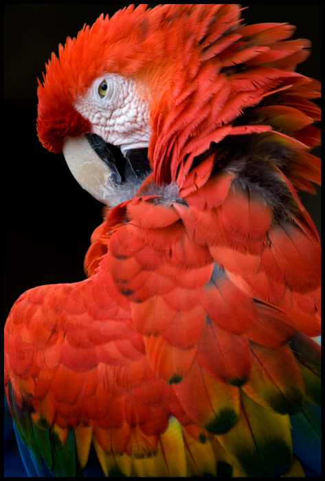 Scarlet_Macaw_by_Shady_Tradesman.jpg