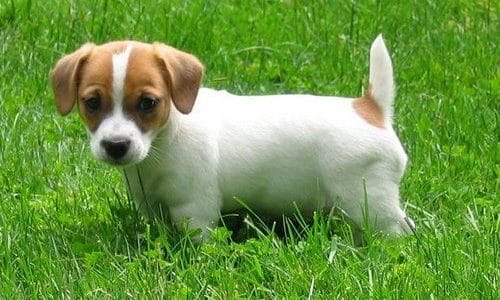 jack-russell-terrier-pet-insurance-e1585250793384.jpg