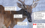 03496_Deer_M9_late_stage_infection (1).png