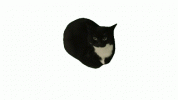 Maxwell Cat Sticker - Maxwell Cat Maxwell Cat - Discover & Share GIFs.gif