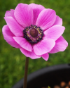 anemone-sylphide-0.png