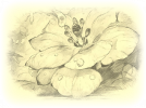 blursepiaflower.png