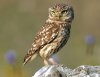 True Owl-Talla.jpg