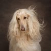 Afghan-Hound-with-hair-blowing-head-taken-at-red-frog-photography-leyland-lancashire-1024x1024.jpg
