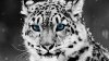 snow leopard.jpg