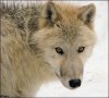 young_wolf_on_snow_by_woxys.jpg