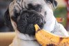 adorable-pug-dog-becomes-bonafide-food-critic-T-5bzSaW.jpeg