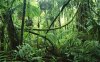 jungle-rainforest-1[1].jpg