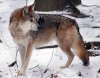 mexican_wolf_stock_14_by_hotnstock-d4ovcgw.jpg