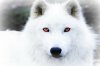 the_white_wolf_with_red_eye__s_by_theofficialscourge-d4m29a9.jpg.jpg