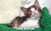 my_fish__cat_meme_by_sydartlps-d608qu0.jpg