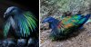nicobar-pigeon-colorful-dodo-relative-696x362.jpg