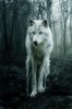 Wolf 1.jpg