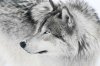 Wolf 2.jpg