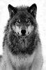 Wolf 4.jpg