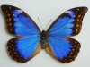 M. anaxibia butterfly.JPG