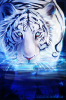 white_tiger_by_celestialfrost-d468726.png