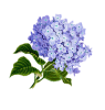 flower-1775377__340.png