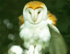 barn owl.gif