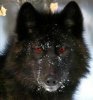black_wolf_in_snow-280x300.jpg