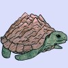 turtle-2.jpg