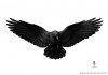 Raven Form.jpg