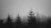 forest-trees-animated-gif-8.gif