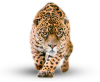 jaguar_PNG20758.png