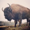 389a7f661412a1b925e8f74f0df15995--american-bison-into-the-wild.jpg