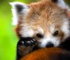 c1eca4faba726470ca3b51f53520991d--baby-red-pandas-baby-foxes.jpg