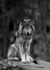 8dbed51d33487199a0dfc2b4d960550f--wolf-picture-the-picture.jpg