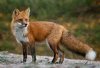 red-fox-01.jpg