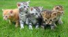 kittens-cat-cat-puppy-rush-wallpaper.jpg