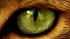lions-eye-6_193855345.jpg
