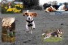 Beagle Photomontage.jpg