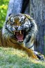 15d09e321de4acf9fdf59032ab64f897--tiger-images-wild-animals.jpg