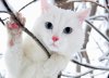 Beautiful_White_Cute_Cat_wallpaper152014.jpg
