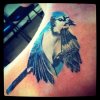 Blue Jay tattoo.jpg