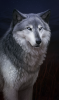 old_wolf_by_atenebris-d74nisr.png