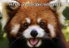 Red-panda-625x350.jpg