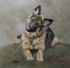 german-shepherd-puppy-or-portrait-of-your-own-pet-dario-zanesco-bluethumb-art-09a4.jpg