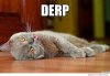 Derp-Cat-Meme-02.jpg