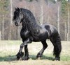 48facf8760a56e2684bedd902be370f9--black-horse-friesian-friesan-horse.jpg