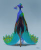 Male Peacock.jpg