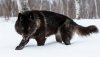 Minnesota-Black-Wolf-1.jpg
