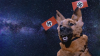 Dog Star.png