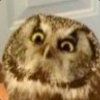 Angry owl.jpg