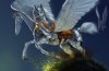 Star the Mielikkian War-Pegasus.jpg